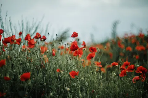 罌粟花田 4K桌布 · flowers · 3840×2560