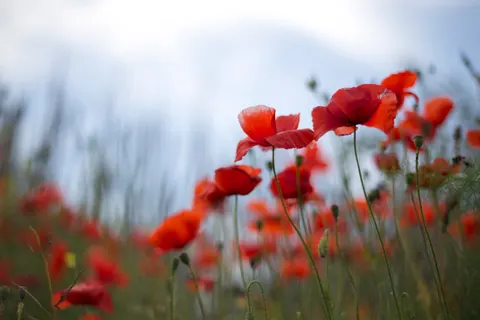 罌粟花田 4K桌布 · flowers · 3840×2563