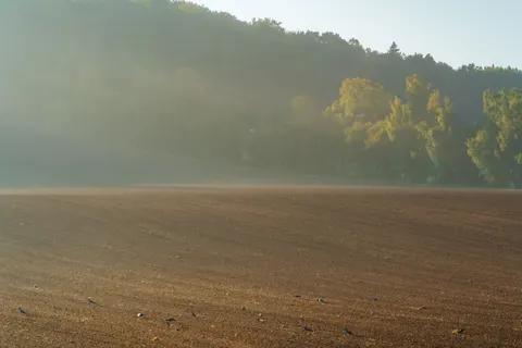 雾中森林 4K壁纸 · nature · 3840×2561