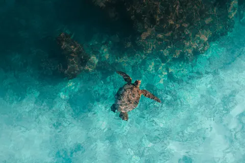 ウミガメ 4K壁紙 · ocean · 3840×2558