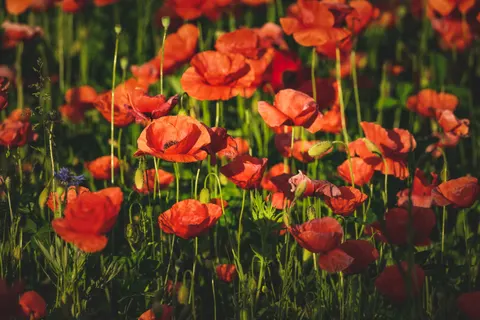 罌粟花田 4K桌布 · flowers · 3840×2560