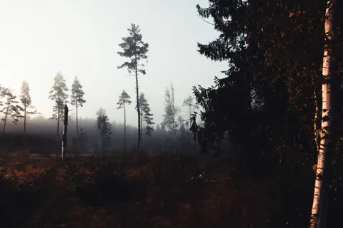 Nebliger Wald 4K Hintergrundbild · nature · 3840×2560