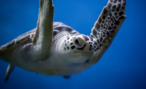 ウミガメ 4K壁紙 · ocean · 3840×2334