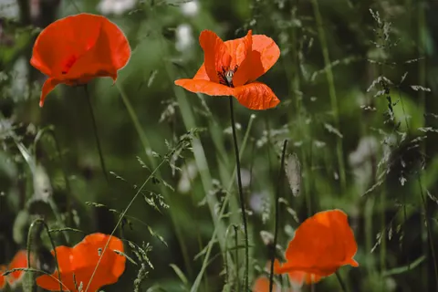 Poppy Field 4K Wallpaper · flowers · 3840×2560
