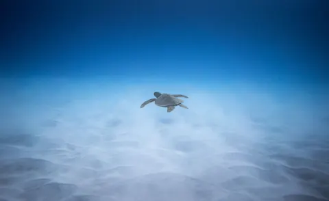 Wallpaper Penyu Laut 4K · ocean · 3840×2349