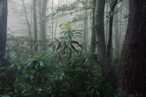Fondo de pantalla Bosque con niebla 4K · nature · 3840×2560