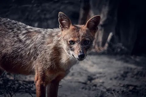 Fox 4K Wallpaper · animals · 3840×2560