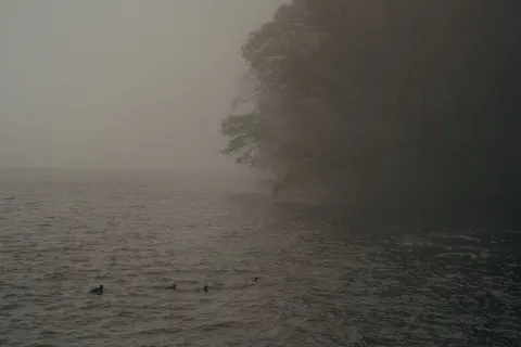 안개 낀 숲 4K 배경화면 · nature · 3840×2560
