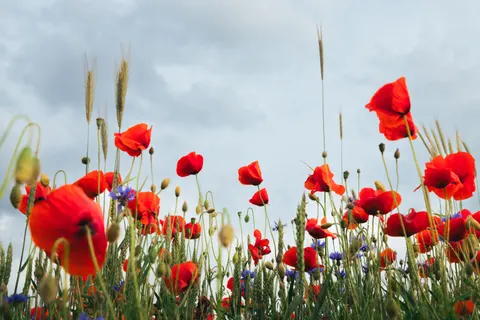 罌粟花田 4K桌布 · flowers · 3840×2560