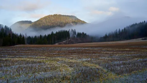 Fondo de pantalla Bosque con niebla 4K · nature · 3840×2160