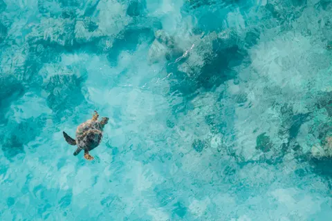 海龜 4K桌布 · ocean · 3840×2558