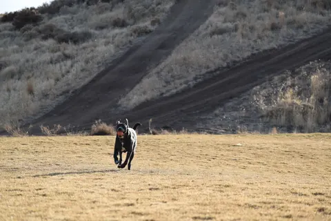 Fondo de pantalla Zorro 4K · animals · 3840×2560