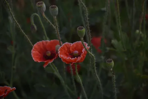 罌粟花田 4K桌布 · flowers · 3840×2560
