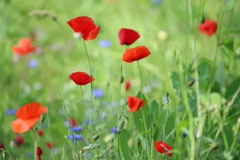 罌粟花田 4K桌布 · flowers · 3840×2560
