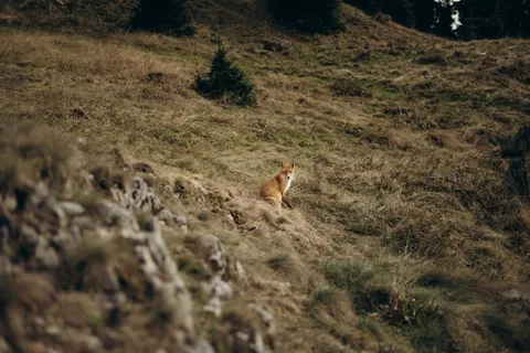 Fond d'écran Renard 4K · animals · 3840×2560