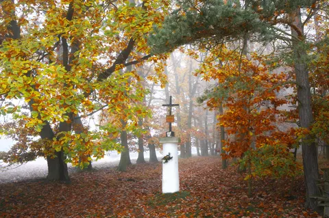 Foggy Forest 4K Wallpaper · nature · 3840×2550