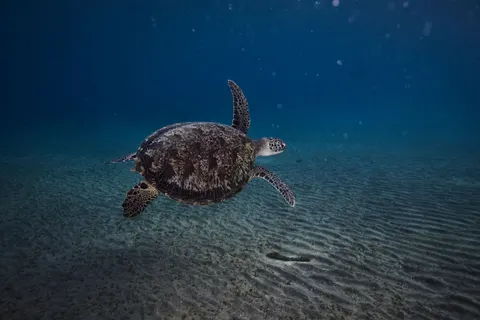 海龜 4K桌布 · ocean · 3840×2560