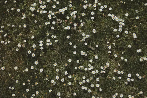 雛菊花田 4K桌布 · flowers · 3840×2560