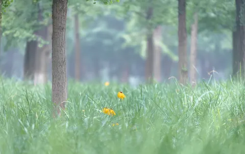 Fondo de pantalla Bosque con niebla 4K · nature · 3840×2420