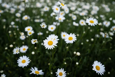 Daisy Field 4K Wallpaper · flowers · 3840×2560