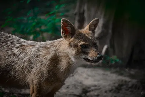 狐狸 4K壁纸 · animals · 3840×2560
