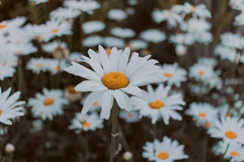 雛菊花田 4K桌布 · flowers · 3840×2560
