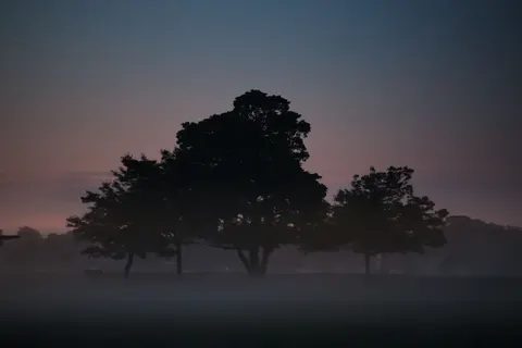 안개 낀 숲 4K 배경화면 · nature · 3840×2560