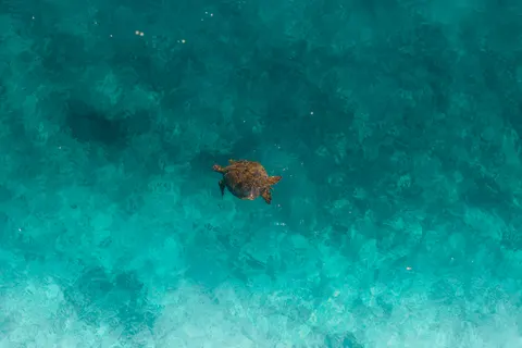 Wallpaper Penyu Laut 4K · ocean · 3840×2558