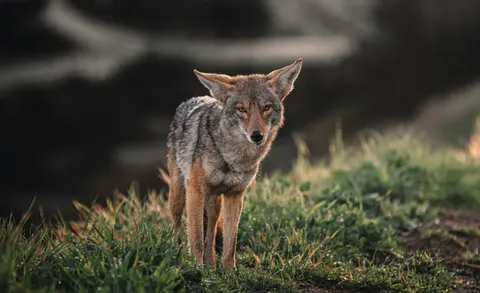 Fuchs 4K Hintergrundbild · animals · 3840×2342