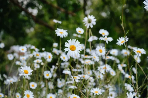 雛菊花田 4K桌布 · flowers · 3840×2553