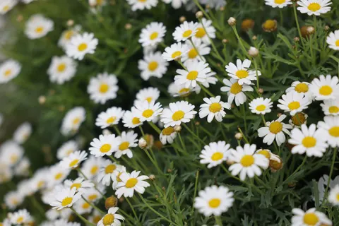 Wallpaper Ladang Bunga Aster 4K · flowers · 3840×2561