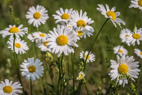 Wallpaper Ladang Bunga Aster 4K · flowers · 3840×2560