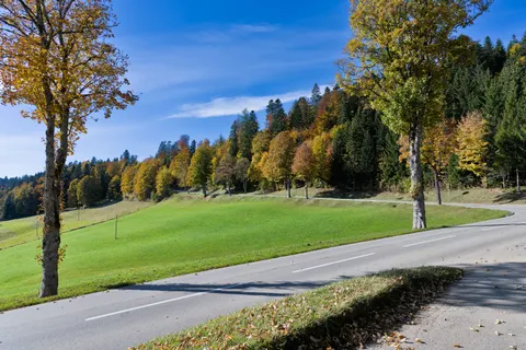 Herbstwald 4K Hintergrundbild · nature · 3840×2558