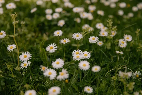 Papel de parede Campo de Margaridas 4K · flowers · 3840×2560