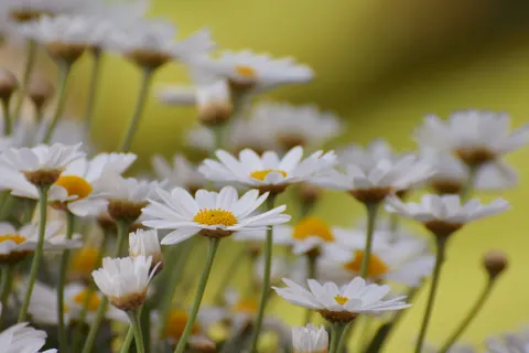 雛菊花田 4K桌布 · flowers · 3840×2560
