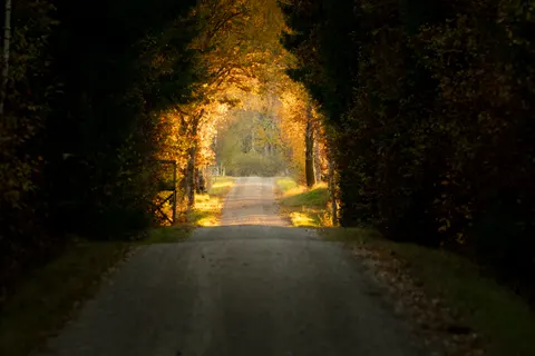 Herbstwald 4K Hintergrundbild · nature · 3840×2560