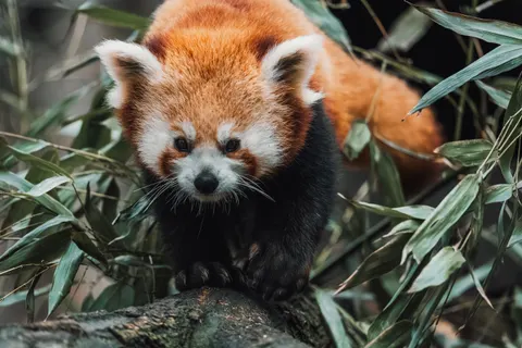 狐狸 4K壁纸 · animals · 3840×2560