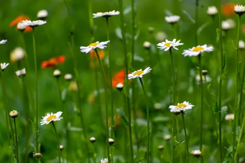 雛菊花田 4K桌布 · flowers · 3840×2563