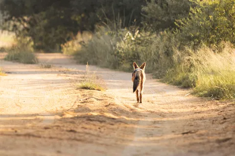 Fondo de pantalla Zorro 4K · animals · 3840×2560