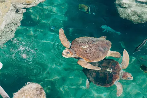 Wallpaper Penyu Laut 4K · ocean · 3840×2560