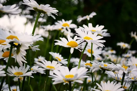 雛菊花田 4K桌布 · flowers · 3840×2560