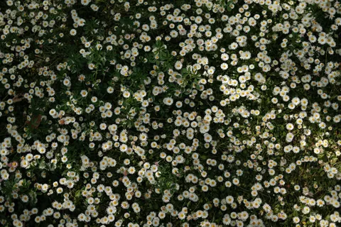 雛菊花田 4K桌布 · flowers · 3840×2560