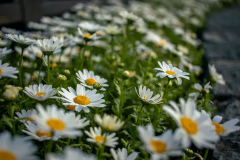 雛菊花田 4K桌布 · flowers · 3840×2560