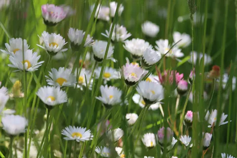 雛菊花田 4K桌布 · flowers · 3840×2560
