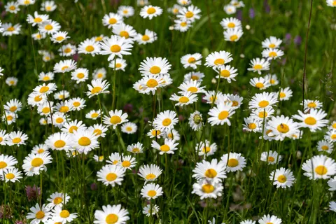 Wallpaper Ladang Bunga Aster 4K · flowers · 3840×2560