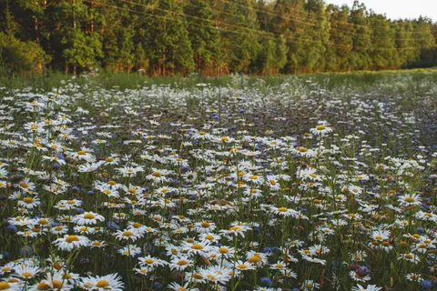 Papel de parede Campo de Margaridas 4K · flowers · 3840×2560