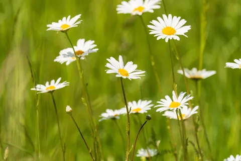 雛菊花田 4K桌布 · flowers · 3840×2560