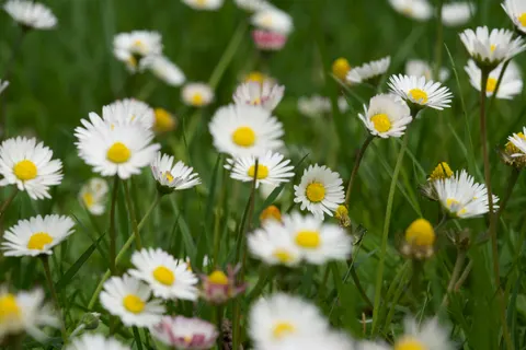雛菊花田 4K桌布 · flowers · 3840×2560
