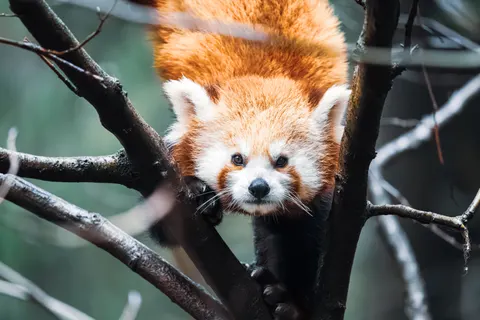Fond d'écran Renard 4K · animals · 3840×2560