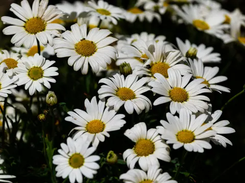 雛菊花田 4K桌布 · flowers · 3840×2880